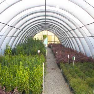 15 BEST HIGH TUNNEL WINTER CROPS featured image