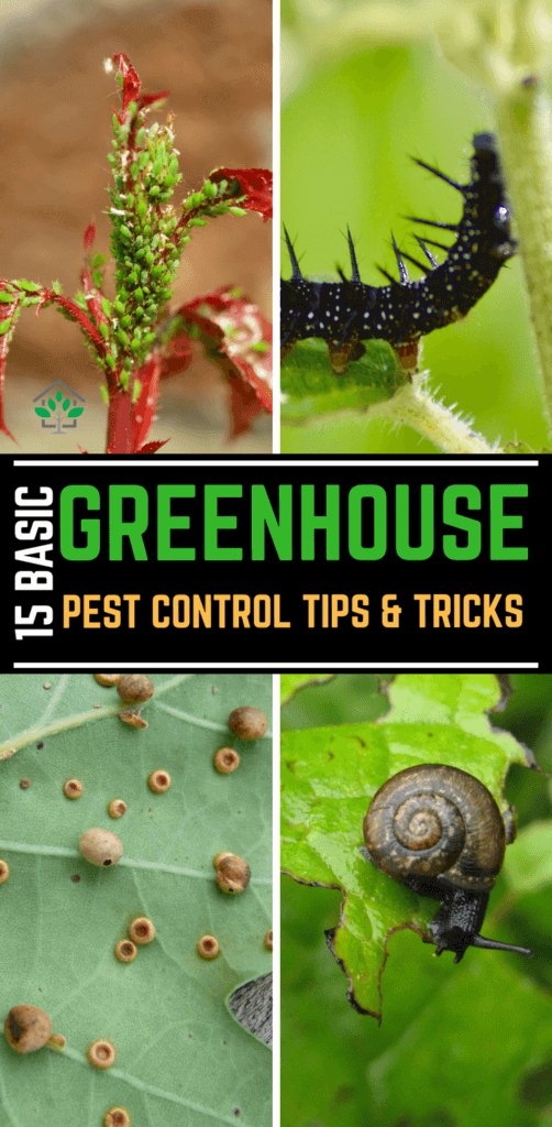 15 Basic Greenhouse Pest Control Tips and Tricks