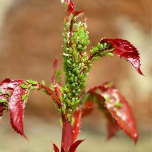 15 Basic Greenhouse Pest Control Tips and Tricks aphids featured image