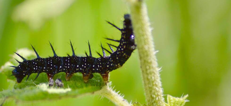 15 Basic Greenhouse Pest Control Tips and Tricks