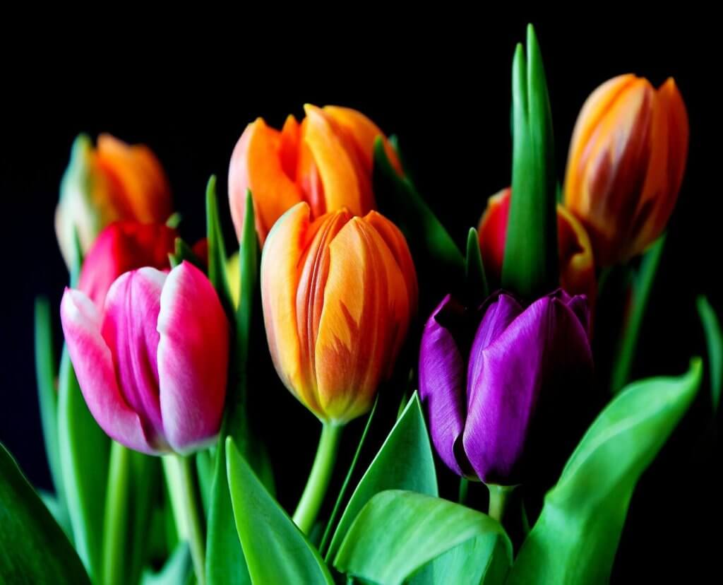 Cutflowers are on the the most profitable greenhouse flowers