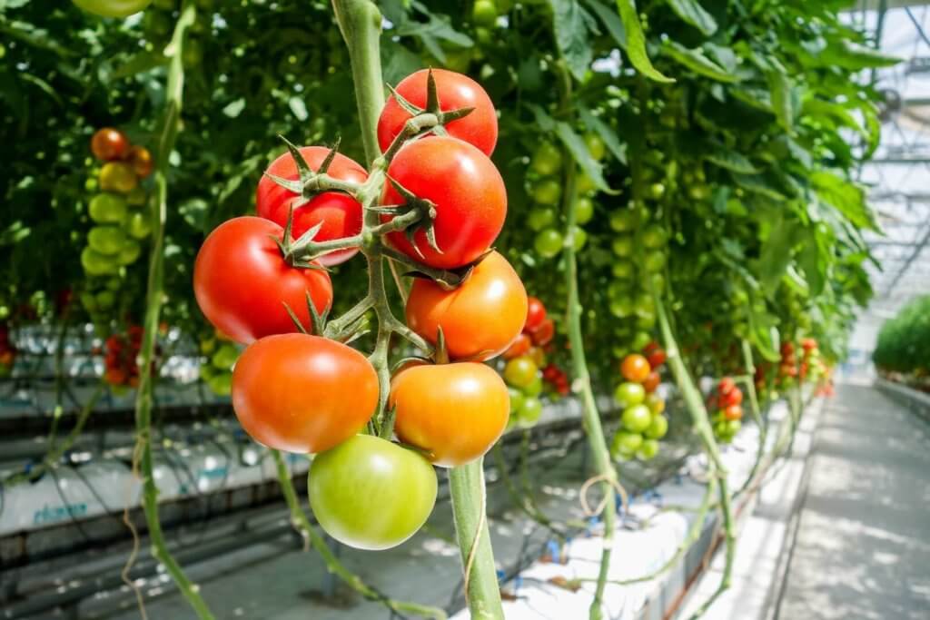 Greenhouse tomatoes: Tomatoes is one of the best crop which you can grow in winter in your greenhouse or hoop tunnel