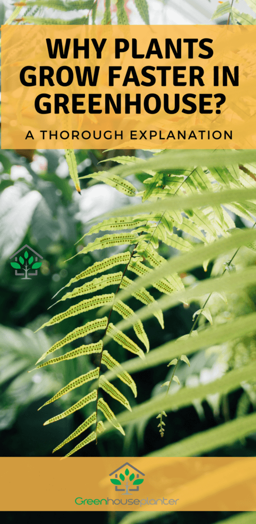How Plants grow better and faster in greenhouse: Plants tend to grow faster in a greenhouse because greenhouse provide the plants a perfect ecosystem in which they can grow. There is perfect temperature control and humidity control inside the greenhouse which increase the growth of the plants much faster