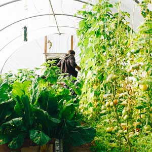 WHAT TO GROW IN A HOOP HOUSE feature photo