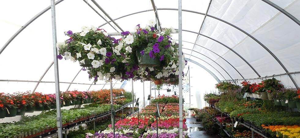 how to grow better and faster crops and plants in a greenhouse, This article is all about growing the speed of the plants in which we are growing plants