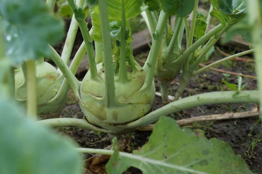 greenhouse kohlrabi 15 most profitable high tunnel winter crops