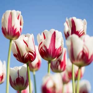 how-to-grow-tulips-indoors-greenhouse-featured-ima