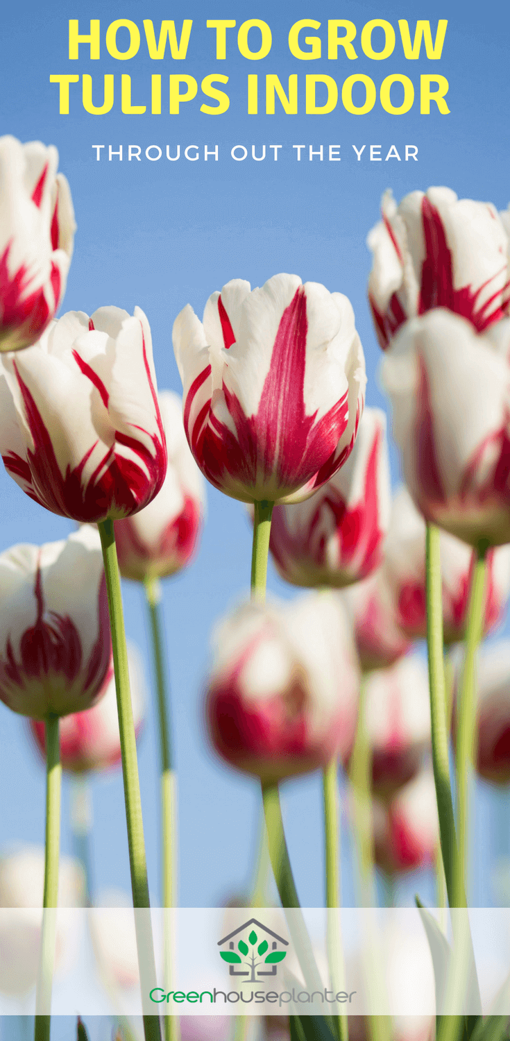 how to grow tulips indoors, greenhouse.