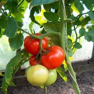 when-to-grow-tomatoes-in-an-unheated-greenhouse-fe