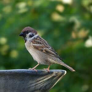 How to attract wildlife to your backyard garden greenhouse planter-min