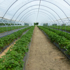 CAN YOU GROW IN A GREEN HOUSE IN SUMMER featured image