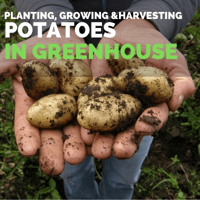 Planting growing and harvesting potatoes in greenhouse