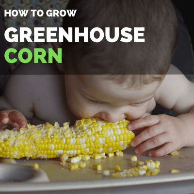How to grow corn in greenhouse, Green house corn guide (2)
