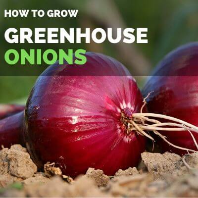 How to grow onions in your greenhouse, GREENHOUSE ONIONS