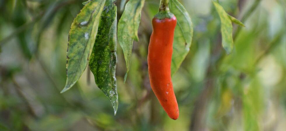 Chili pepper in chilli pepper plant. How to grow