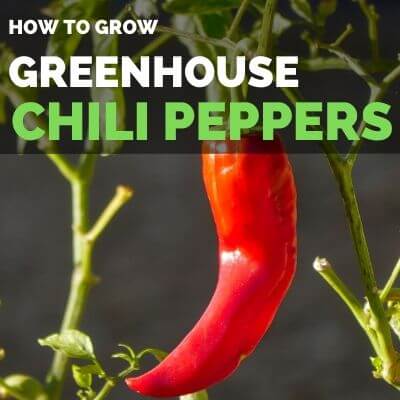 How to grow bell peppers in greenhouse