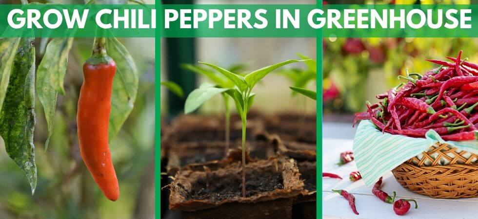 How to grow chili peppers inside greenhouse