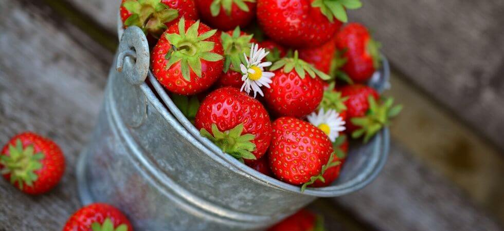 How to grow straberries insdie your hoop house