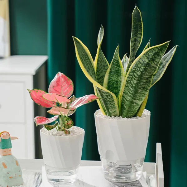 Self-Watering-Transparent-Hydroponic-Flowerpot-for-Effortless-Office-Elegance