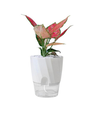 Self-Watering-Transparent-Hydroponic-Flowerpot-for-Effortless-Office-Elegance