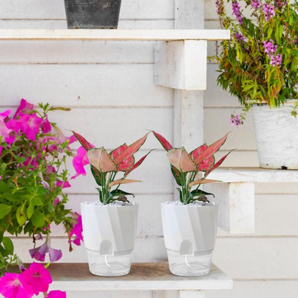 Self-Watering-Transparent-Hydroponic-Flowerpot-for-Effortless-Office-Elegance