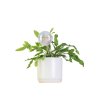 Smart Plant Care Plant Self-Watering Water Globes Set of 5
