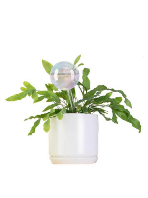 Smart Plant Care Plant Self-Watering Water Globes Set of 5