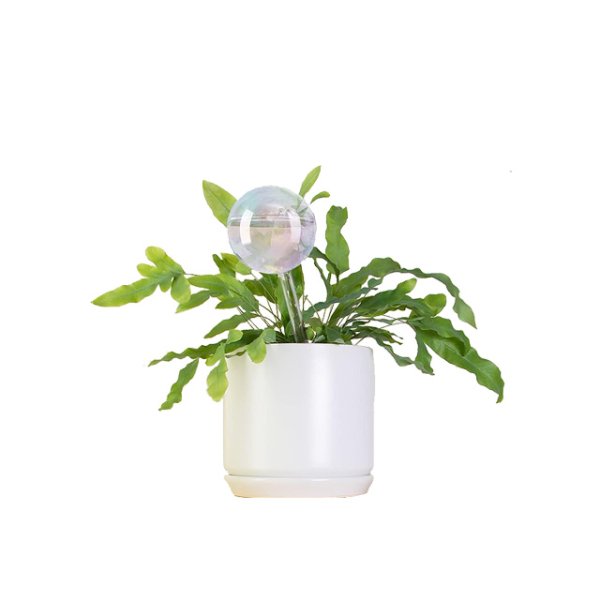 Smart Plant Care Plant Self-Watering Water Globes Set of 5